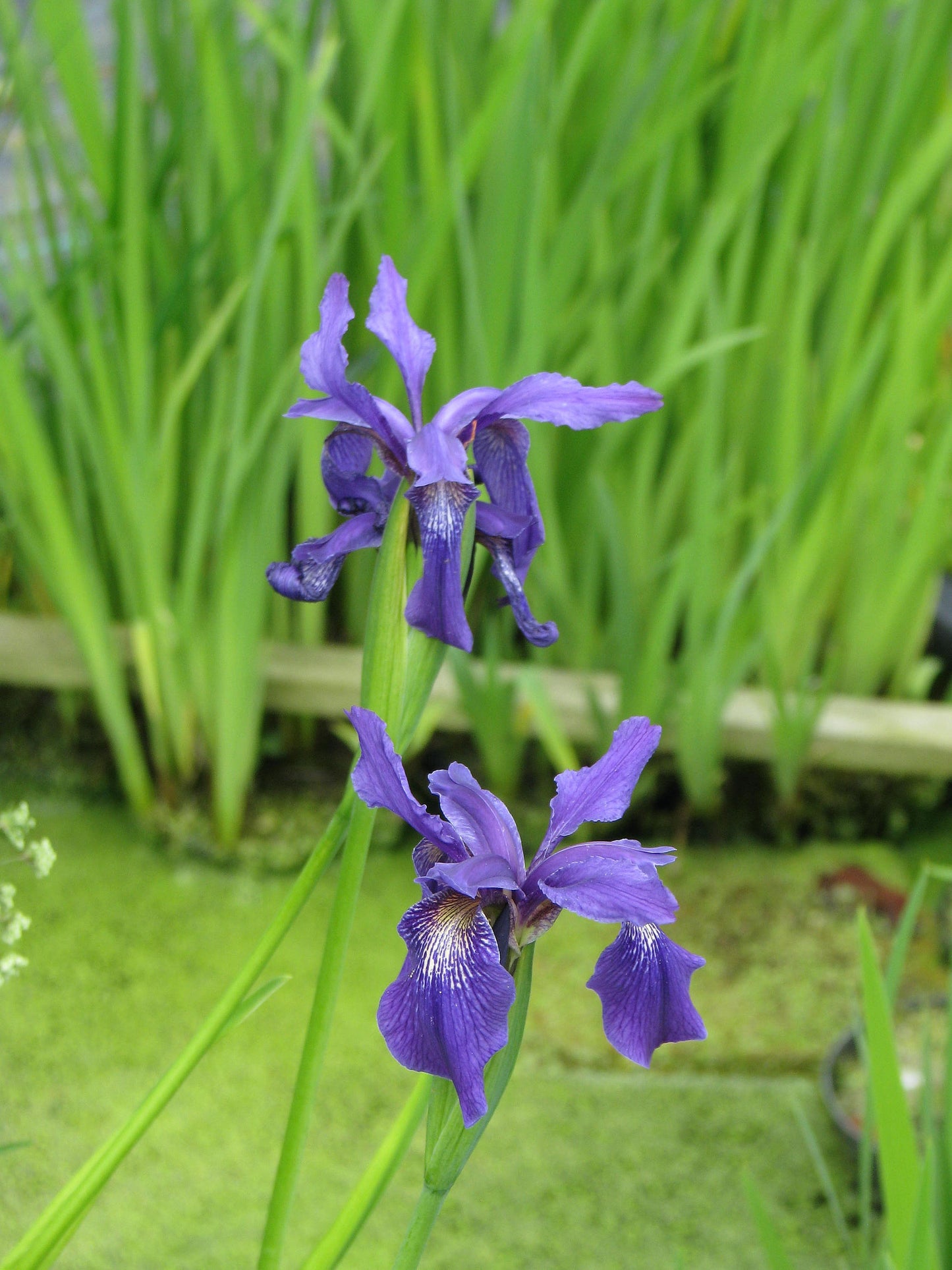 Iris Bulleyana ~ Sino Siberian Iris ~ Stunning Blue Flowers ~ Rare 5 Seeds ~