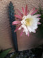 Cereus Aethiops ~ Amazing Edible Fruit ~ Cacti Succulent Shrub ~ Rare 10 Seeds