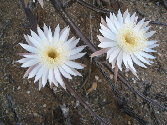 ペニオケレウスグレギイ〜夜咲くセレウス〜見事な白い花〜珍しい5つの種〜