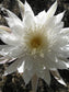 Peniocereus Greggii ~ Night Blooming Cereus ~ Stunning White Flowers ~ Rare 5 Seeds ~
