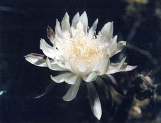 ペニオケレウスグレギイ〜夜咲くセレウス〜見事な白い花〜珍しい5つの種〜