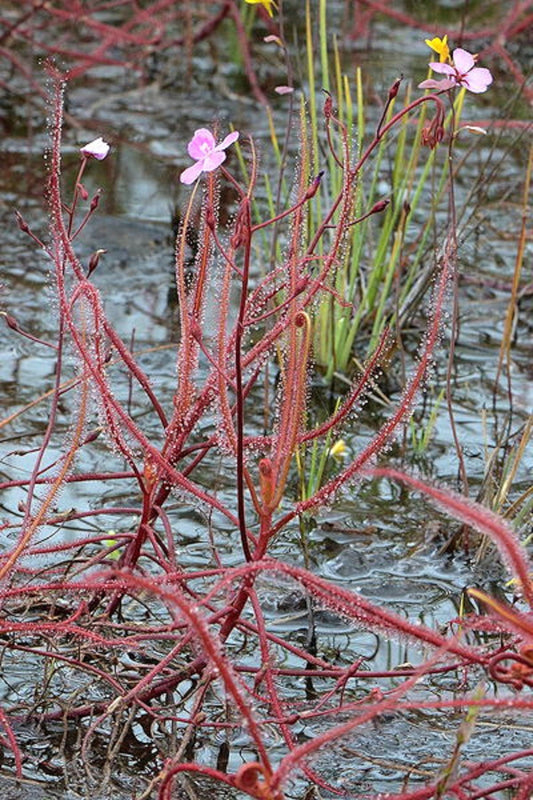 Drosera Serpens ~ Complexo de Indica Carnívora ~ Planta Vermelha Flor Violeta ~ LIMITADO 5 Sementes ~