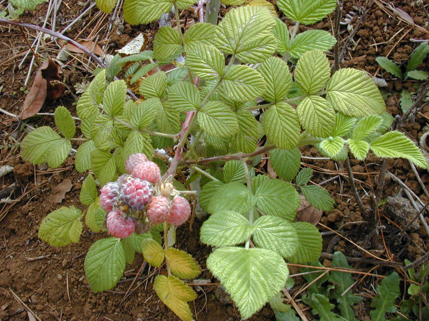 Rubus Niveus ~ Mysore Raspberry ~ Tasty Edible Fruit ~ Rare 5 Seeds ~
