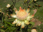 Protea Welwitschii ~ Cluster Head Sugarbush ~ Stunning Cream Flowers ~ Rare 4 Seeds ~