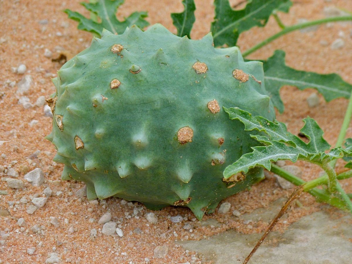 Acanthosicyos Naudinianus ~ Gemsbok Cucumber ~ Very Rare 4 Seeds ~