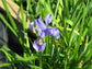 Iris Bulleyana ~ Sino Siberian Iris ~ Stunning Blue Flowers ~ Rare 5 Seeds ~