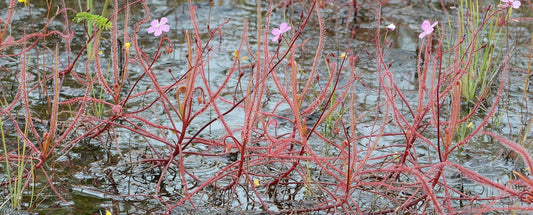 Drosera Serpens〜肉食性インディカコンプレックス〜赤い植物スミレの花〜限定5シード〜