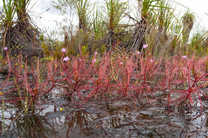 Drosera Serpens ~ Carnivorous Indica Complex ~ Red Plant Violet Flower ~ LIMITED 5 Seeds ~