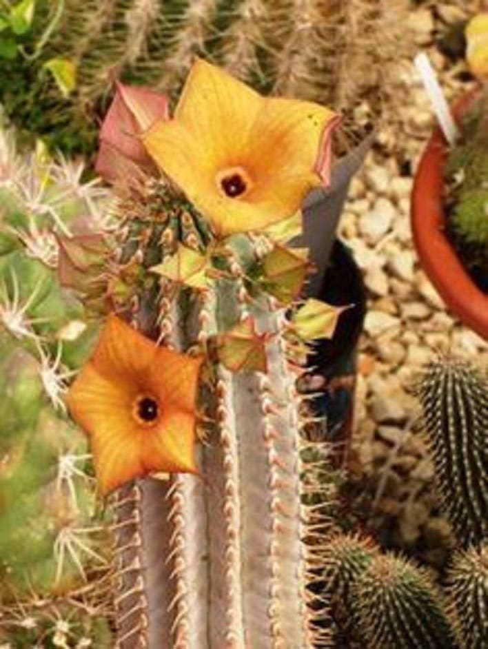 Hoodia Parviflora ~ Incrível Suculenta Medicinal ~ Estapelida Exótica da Namíbia ~ RARA 3 Sementes ~