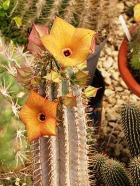 Hoodia Parviflora ~ Incredibile Succulente Medicinale ~ Stapeliad Namibiana Esotica ~ 3 Semi RARI ~