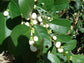 Flueggea Virosa ~ White Berry Bush ~ Edible Fruit ~ Fast Growing ~ RARE 5 Seeds ~