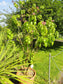 Fuchsia Arborescens〜Tree Fuchsia〜Lilac Fuchsia Flowers〜壮大な非常にまれな3つの種子〜
