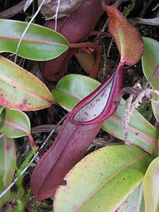 Nepenthes Sanguinea ~ Planta de Jarro Tropical Vermelho Sangue ~ MUITO RARO 5 Sementes ~