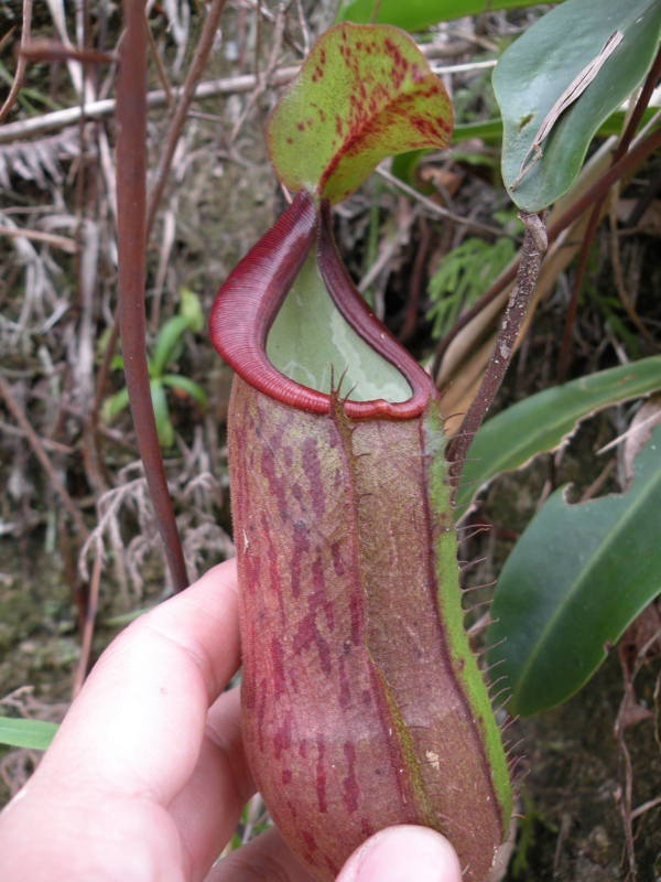 Nepenthes Sanguinea ~ Blood Red Tropical Pitcher Plant ~ VERY RARE 5 Seeds ~