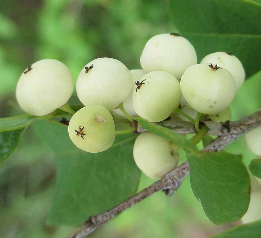 Flueggea Virosa ~ White Berry Bush ~ Edible Fruit ~ Fast Growing ~ RARE 5 Seeds ~