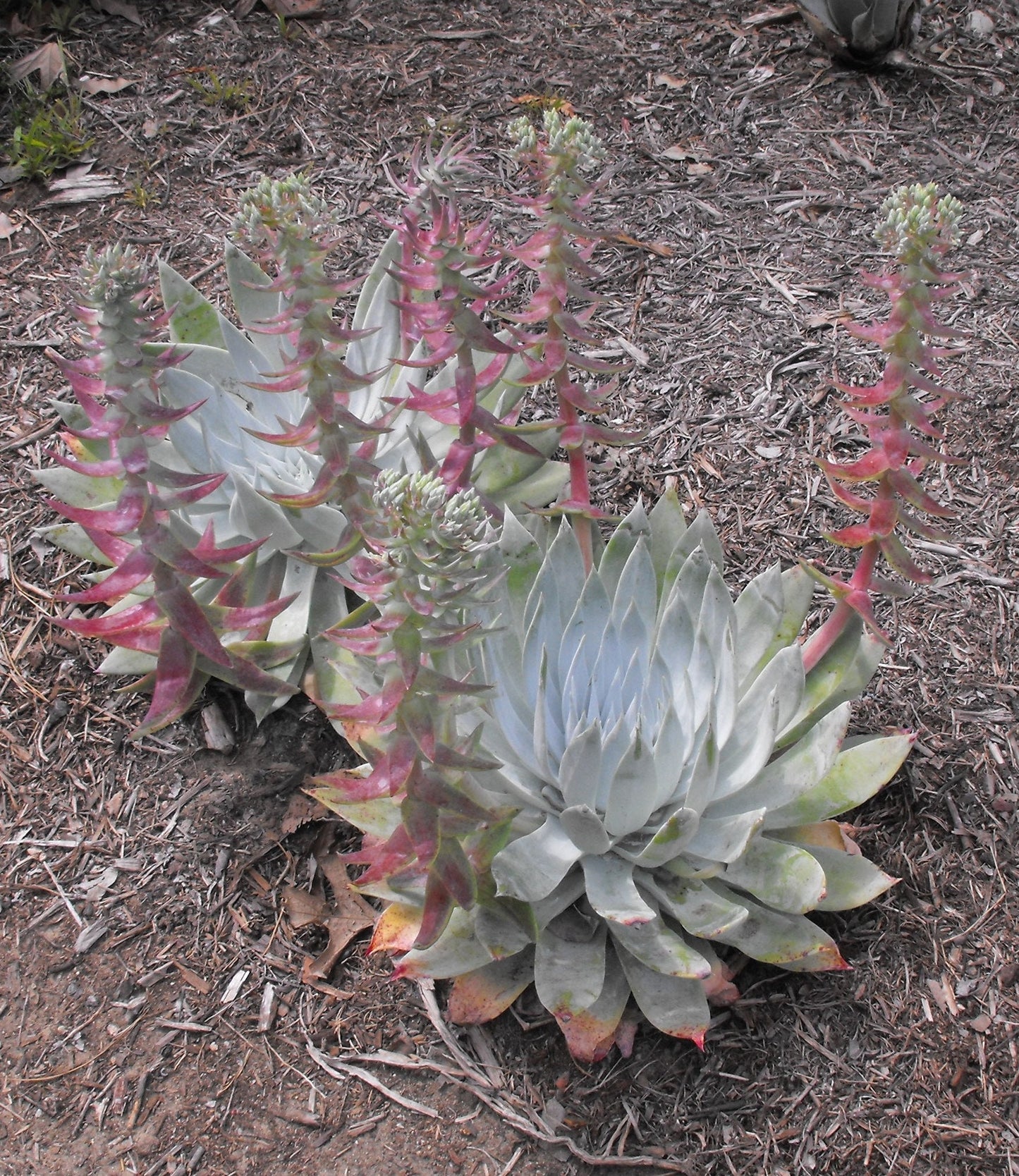 Dudleya Brittonii ~ Giant Chalk Dudleya ~ Incredibile succulenta messicana ~ 5 piccoli semi ~