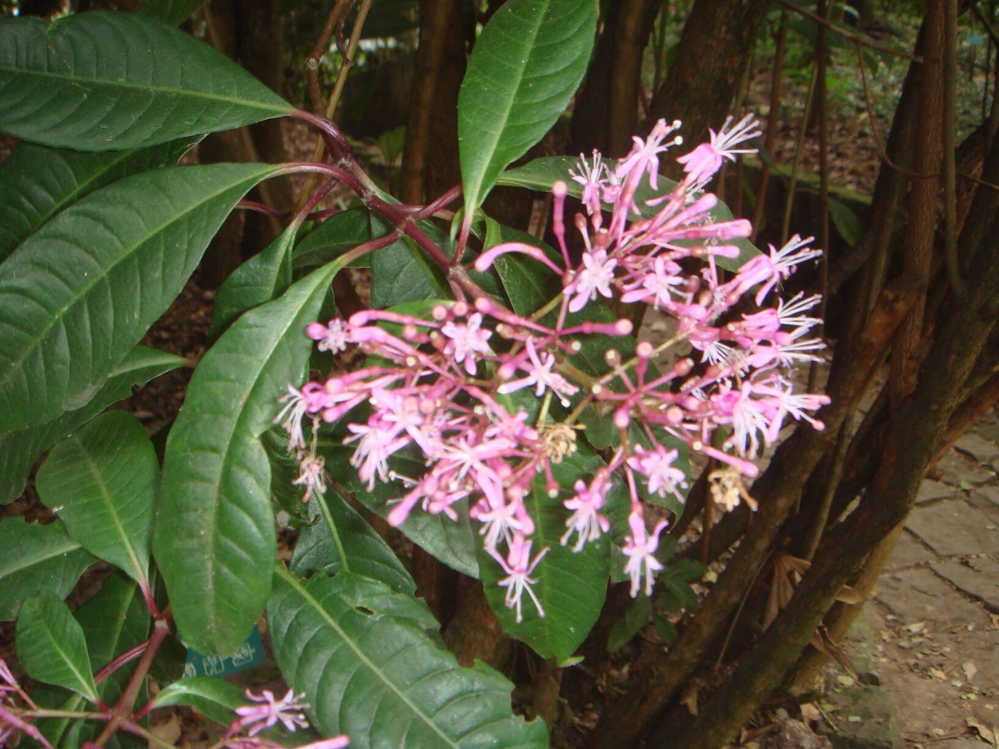 Fuchsia Arborescens〜Tree Fuchsia〜Lilac Fuchsia Flowers〜壮大な非常にまれな3つの種子〜