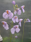Utricularia Reniformis ~ Splendida Bladderwort carnivora ~ 5 piccoli semi molto rari ~