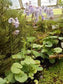 Utricularia Reniformis〜見事な食虫性Bladderwort〜非常にまれな5つの小さな種子〜