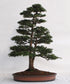 Tsuga Heterophylla ~ Cicuta occidentale ~ Incredibile conifera bonsai ~ 20 semi rari ~