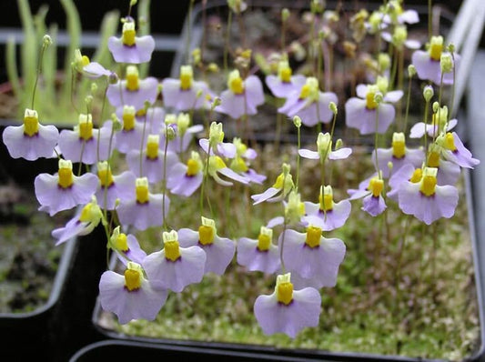 Utricularia Bisquamata *南アフリカのBladderwort *肉食性* 10シード*