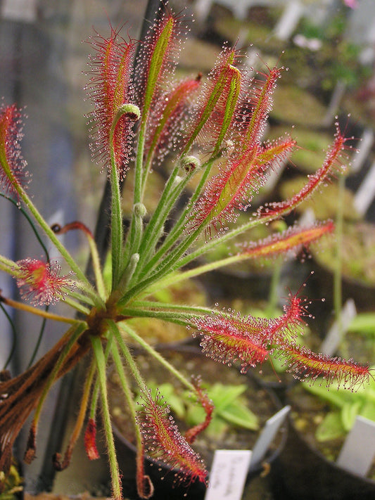 Drosera Chrysolepis ~ Sundew deslumbrante ~ Planta carnívora ~ Raro ~ 5 Sementes ~