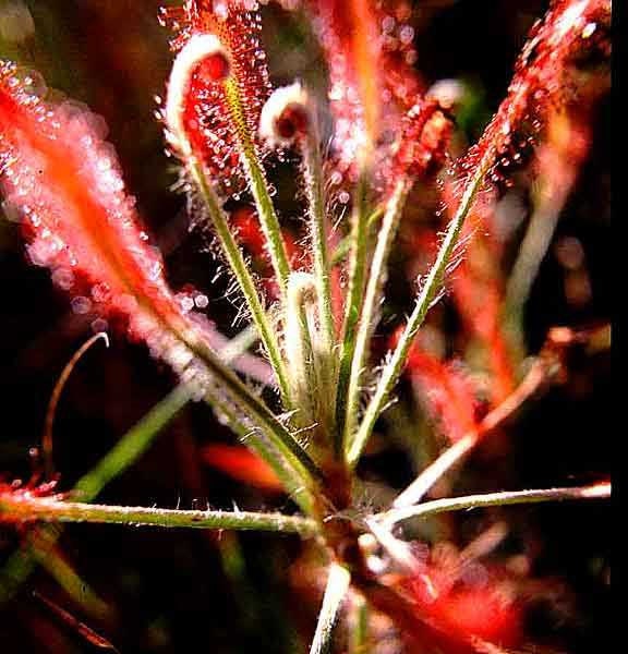 Drosera Chrysolepis ~ Stunning Sundew ~ Carnivorous Plant ~ Rare ~ 5 Seeds ~
