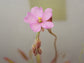 Drosera Chrysolepis ~ Stunning Sundew ~ Carnivorous Plant ~ Rare ~ 5 Seeds ~