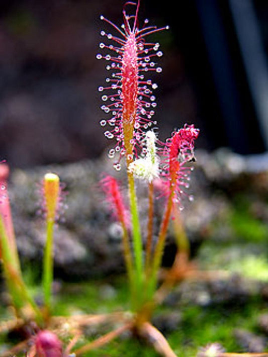 Drosera Chrysolepis ~ Sundew deslumbrante ~ Planta carnívora ~ Raro ~ 5 Sementes ~