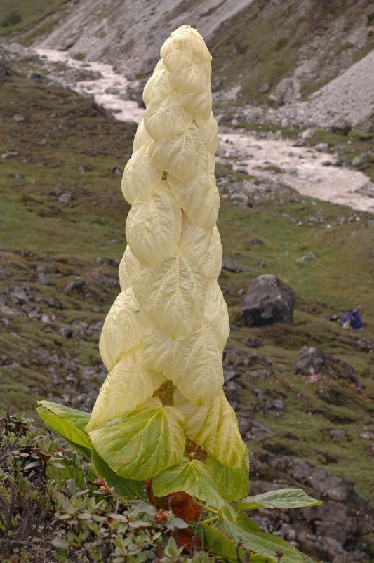 Rheum Nobile〜Sikkim Noble Rhubarb〜素晴らしい草本植物〜珍しい3つの種子〜