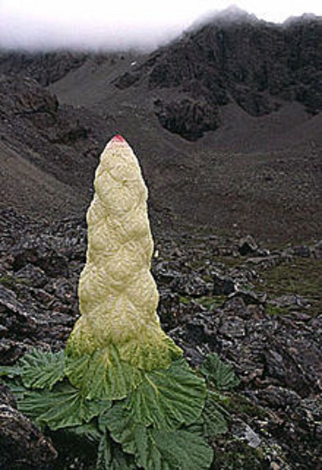 Rheum Nobile ~ Sikkim Noble Rhubarb ~ Fabulous Herbaceous Plant ~ Rare 3 Seeds ~