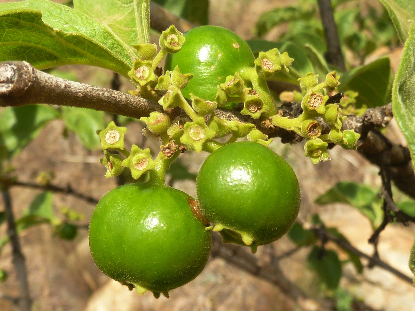Vangueria Infausta * African Wild Medlar * Tropical Apple Taste * Rare 5 Seeds *