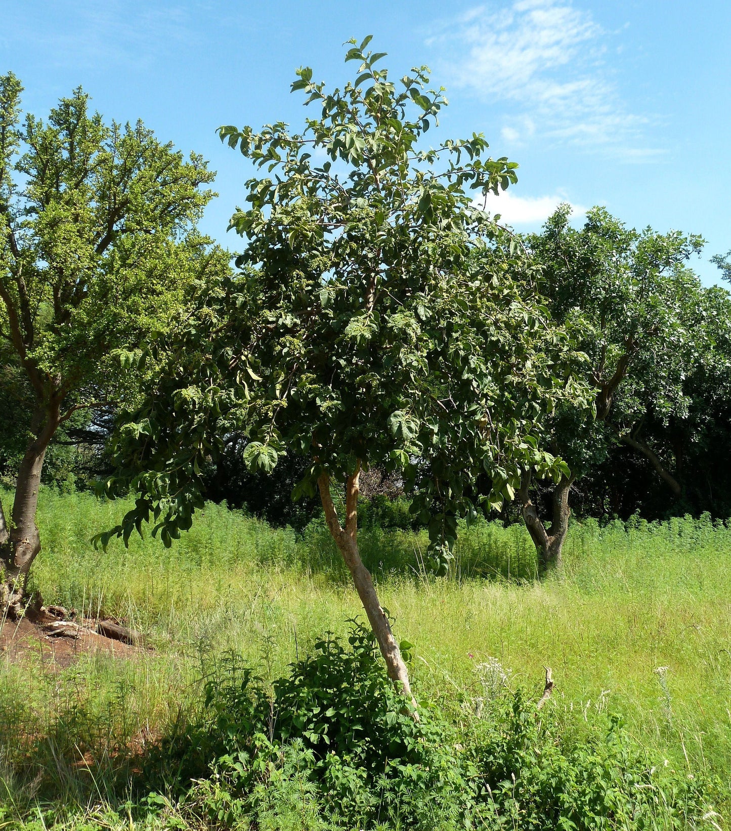 Vangueria Infausta * Nespolo selvatico africano * Sapore di mela tropicale * 5 semi rari *