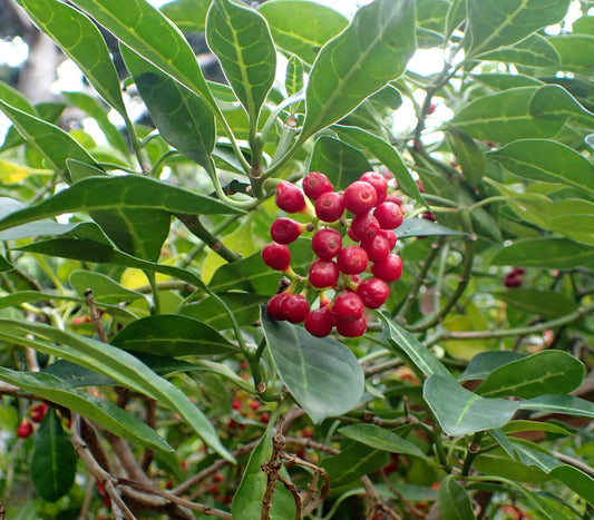 Psychotria Capensis * Black Bird Berry * Tropical Evergreen Arbusto * Raro 5 Sementes