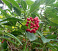 Psychotria Capensis * Black Bird Berry * Tropical Evergreen Shrub * Rare 5 Seeds