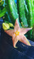 Stapelia Divaricata * Fabulous Eye Catching Succulent * Rare * 3 Seeds *