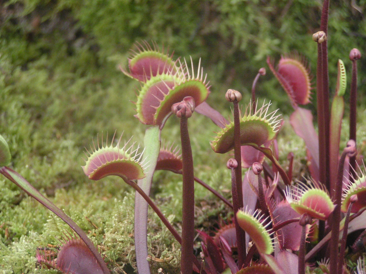 Dionaea Muscipula * Venus Fly Trap * Carnivorous Plant * Mix Forms * 10 Seeds *