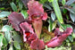 Sarracenia Purpurea * Purple Pitcher Plant * Carnivorous Plant * 10 Seeds *