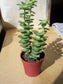 Crassula Perforata * String of Buttons Plant * Necklace Vine Succulent * 5 Seeds *