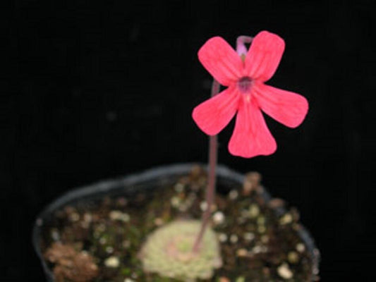 Pinguicula Laueana * Red Mexican Butterwort * Carnívoro * Raro 5 Sementes *