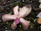 Pinguicula Laueana * Red Mexican Butterwort * Carnivorous * Rare 5 Seeds *