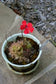Pinguicula Laueana * Red Mexican Butterwort * Carnivorous * Rare 5 Seeds *