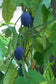 Passiflora Morifolia * Woodland Passion Flower * Fast Growing Vine * 5 Seeds *
