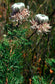 Serruria Pedunculata ~ Fan leaf Spiderhead ~ Amazing Hairy VERY RARE ~ 3 Seeds ~