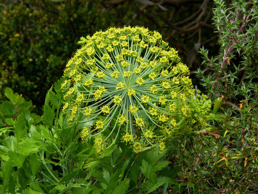 Peucedanum Galbanum ~ Notobubon Galbanum ~ Blister Bush ~ Evergreen Shrub ~ RARA 3 Sementes ~