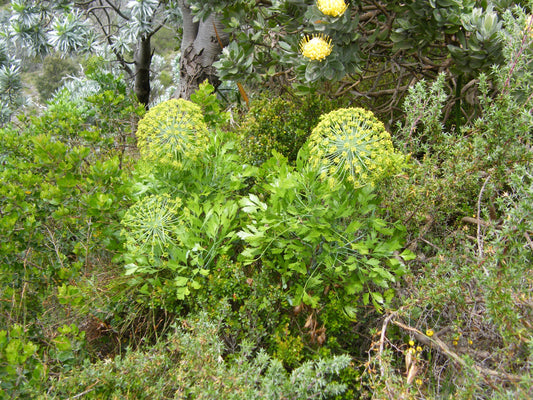 Peucedanum Galbano ~ Notobubon Galbano ~ Blister Bush ~ Arbusto sempreverde ~ 3 semi rari ~