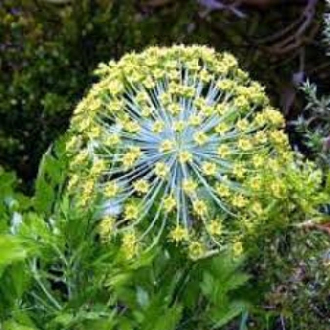 Peucedanum Galbanum ~ Notobubon Galbanum ~ Blister Bush ~ Evergreen Shrub ~ RARE 3 Seeds ~