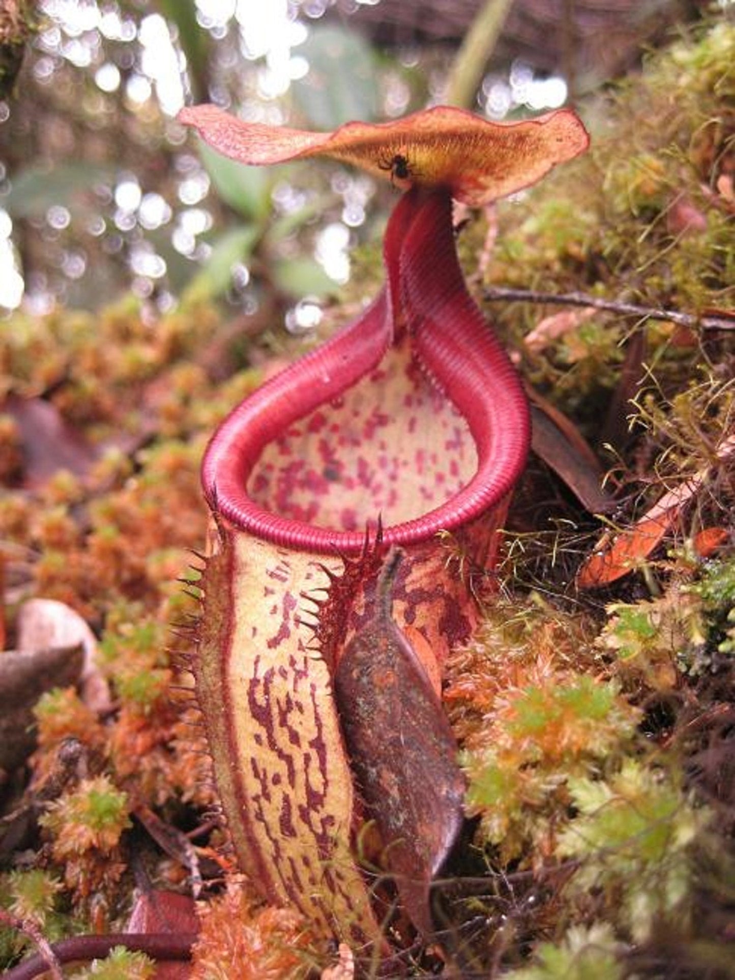 Nepenthes Macfarlanei ~ Spectacular Highland Large Pitcher Plant ~  RARE 5 Seeds ~