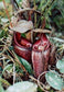 Nepenthes Macfarlanei ~ Spectacular Highland Large Pitcher Plant ~  RARE 5 Seeds ~