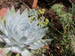 Dudleya Brittonii ~ Giant Chalk Dudleya ~ Incredibile succulenta messicana ~ 5 piccoli semi ~